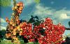 Guarana Puro